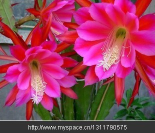 l_337ae2ca07d21acd20a22dfb9009b456.jpg